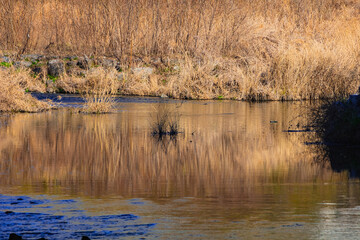갈색 갈대 사이로 서서히 다가오는 봄기운 새싹