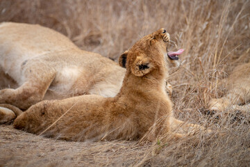 Lion cub yawning while laying.