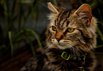 Obraz premium portrait of a cat