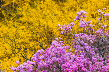 산에 활짝 핀 봄꽃 진달래와 산수유
