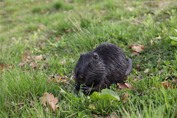 Farm background sheep goat straus