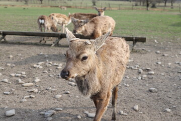 Farm background sheep goat straus