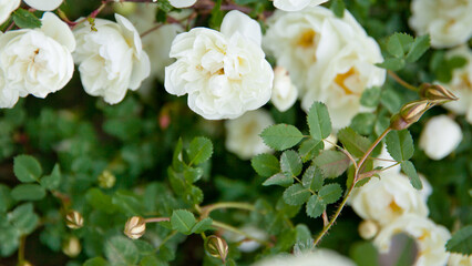 White rose flowers of rosehips bush in the summer garden