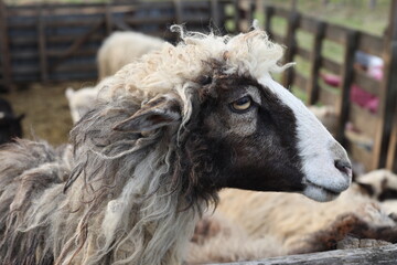 Farm background sheep goat straus
