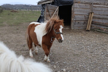 Obraz premium Farm background sheep goat straus