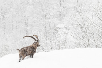In the enchanted forest, fine art landscape with the king of the Alps mountains (Capra ibex)