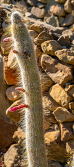Close up of Silver torch aka Wooly torch (Cleistocactus strausii)
