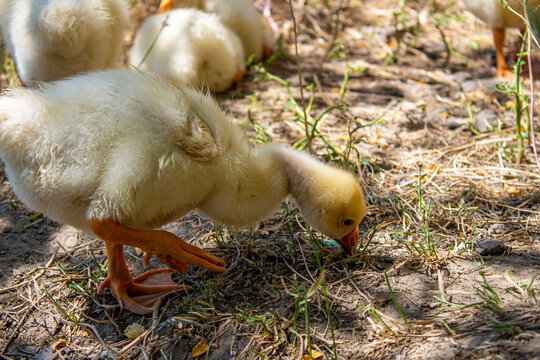 Closeup photo of yellow goslings