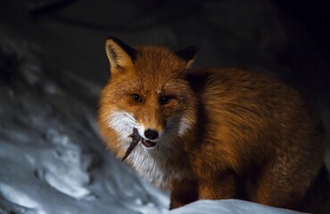 red fox vulpes
