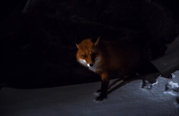 red fox in the forest