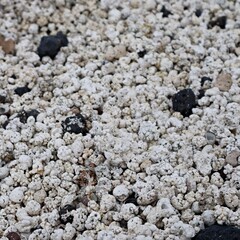 białe koralowce popcorn beach © neskama
