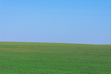 Green field with blue sky as background.