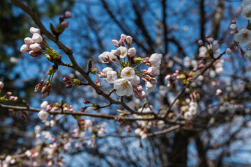桜