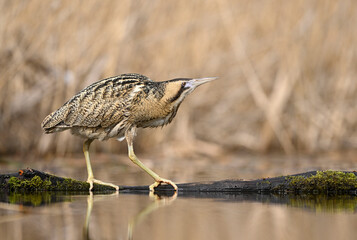 Great bitter bird ( Botaurus stellaris ) close up