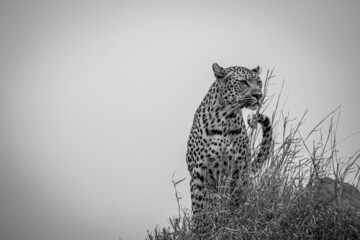 Female Leopard standing on top of a little hump.