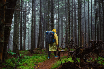 Male hiker walks along a trail in wet rainy weather through a pristine forest with a large backpack on his back, rear view.