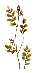 Composition with spring willow branches with buds and dry herbs herbarium isolated on white background. Watercolor hand drawn illustration