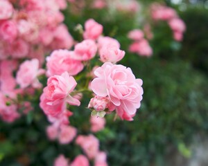 climbing pink rose in the garden