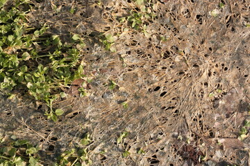 Woodlouse in the beds in early spring after the snow has melted