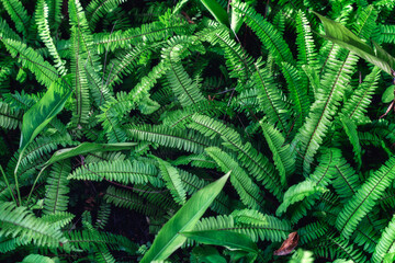 Moody dark fern plant with green leaf texture in the garden