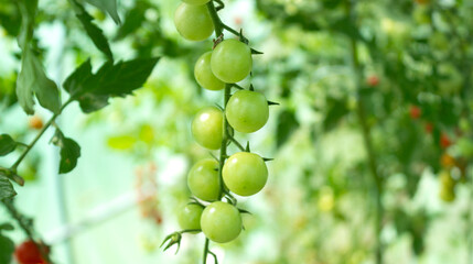 Tomato, branch with tomatoes. Ripening crop of tomatoes. Green tomatoes in a greenhouse
