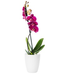 Purple orchid in the white flowerpot isolated on white background. House plant. Home indoor plant