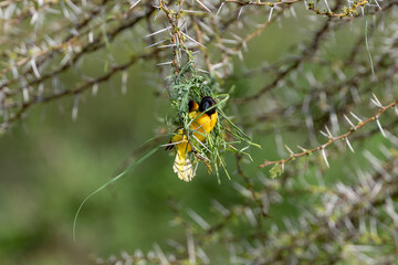 industrious African weaver bird seen on safari building its nest