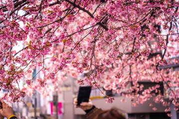 A woman in black gloves is taking photos of the branches of an early-blooming pink cherry tree....