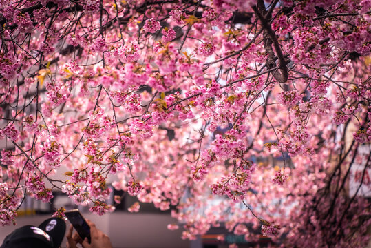 A woman in black gloves is taking photos of the branches of an early-blooming pink cherry tree. Sakura in full blossom in Ueno Park, Tokyo during the Hanami festival in Japan.