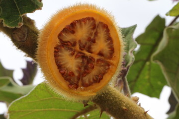 lulo silvestre villapinzon colombia