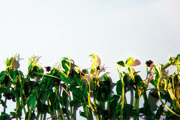  Microgreen isolated on a white background.