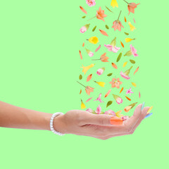 Beautiful flowers falling down on lovely female hand with colorful nails on green square vivid pastel background. Floral season nature concept. Woman's palm and natural blooms