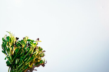  Microgreen isolated on a white background.