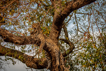 Leopard laying in a tree in the Kruger.