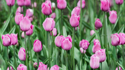 natural background in pink color tulip selective focus 