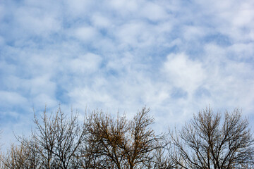 Naked tree branches against blue sky with white clouds.