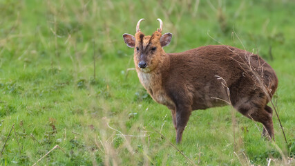 Male muntjac deer (Muntiacus reevesi) stands in a field. Asian deer species introduced to the UK. 