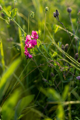 Summer lilac flowers of sweet peas flower growing wild on sunset.