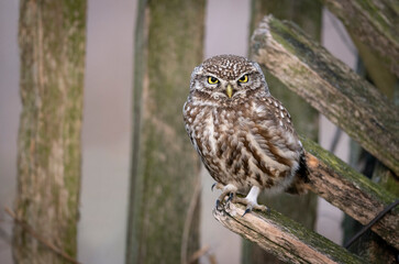 Little owl ( Athene noctua ) close up