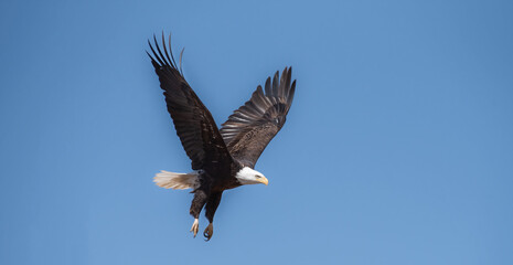 Eagle 