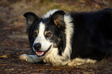 Border Collie