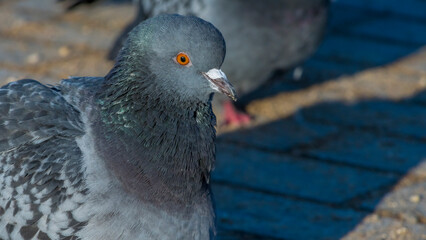 Close-up of pigeons on asphalt in cold weather. Pigeons are waiting for feeding from people.
