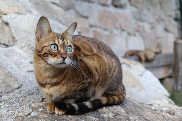 Fototapeta na wymiar Bengal cat with beautiful markings