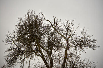 drzewo owocowe na tle zachmurzonego nieba ,kwiecień, Polska  © Marcin Łazarczyk