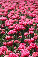 Fototapeta premium tulipes, Jonquière, France