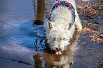 Cute white Westie terrier dog stands in and laps water - showing tongue- from shallow puddle with...