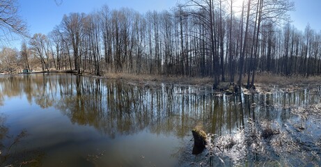 ROZLEWISKA WIOSENNE W LESIE. WCZESNA WIOSNA. © michalsen