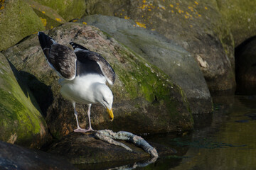 Mantelmöwe frisst an einem Kadaver