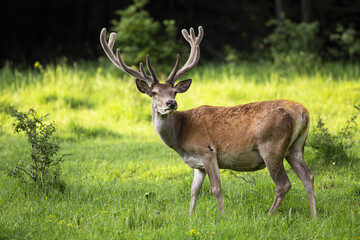 Fototapety  Attentive red deer, cervus elaphus, with velvet antlers observing on glade. Stag standing on grassland in summer. Male mammal watching on green pasture.