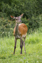 Red deer, cervus elaphus, standing on grasslnad in summer in veritcal shot. Hind looking on meadow from front. Female mammal observing on green field.